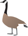 Illustration of Branta canadensis (Canada Goose)