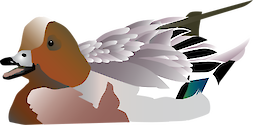 Illustration of Anas penelope (Eurasian Wigeon)