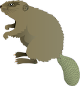 Illustration of Castor canadensis (North American Beaver)
