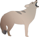 Illustration of Canis latrans (Coyote)