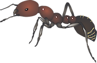 Illustration of Solenopsis invicta (Red Imported Fire Ant)