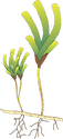 Illustration of Thalassodendron ciliatum
