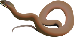 Illustration of Nerodia fasciata compressicauda (Mangrove Water Snake)