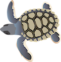 Illustration of a Natator depressa (Flatback Sea Turtle) hatchling