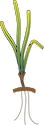 Illustration of Thalassia hemprichii