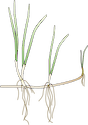 Illustration of Syringodium isoetifolium