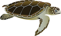 Illustration of a Natator depressa (Flatback Sea Turtle) adult