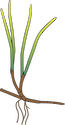 Illustration of Syringodium isoetifolium