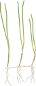 Illustration of Syringodium filiforme