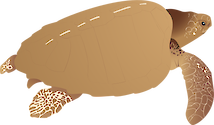 Illustration of a Lepidochelys olivacea (Olive Ridley Turtle) adult