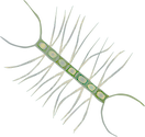 Illustration of Chaetoceros affinis (Diatom)