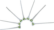 Illustration of Asterionellopsis glacialis (Diatom)