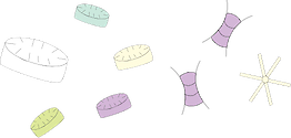 Illustration of a group of different diatoms