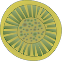 Illustration of a single Cyclotella
