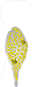 Illustration of Chattonella spp.
