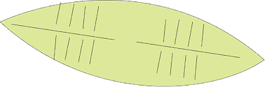 Illustration of a pennate Diatom