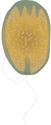 Illustration of Fibrocapsa japonica