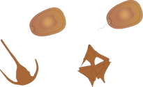 Illustration of several different forms of Dinoflagellates