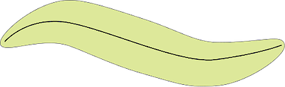 Illustration of a second Pennate Diatom