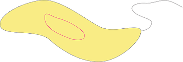 Illustration of a sigmoid bacterium