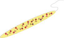 Illustration of an infected bacterium
