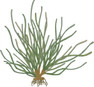 Illustration of Zostera caespitosa
