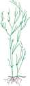 Illustration of Zannichellia palustris (Horned Pondweed)