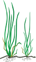 Illustration of Vallisneria americana (Wild Celery)