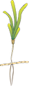 Illustration of Thalassodendron pachyrhizon