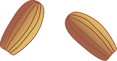 Illustration of Zostera capricornii seeds