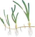 Illustration of Zostera capensis
