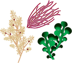 Illustration of biodiversity of algae