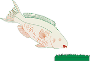 Illustration of a grazing reef fish