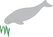 Illustration of a grazing dugong