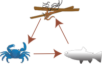 Illustration of a detrital food web