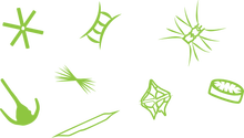 Illustration of a mixed phytoplankton community