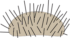 Illustration of grazing using an urchin for example