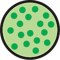 Illustration of high chlorophyll concentration