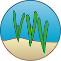 Illustration of seagrass restoration