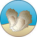 Illustration of oyster restoration