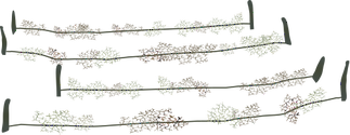 Illustration of seaweed farming