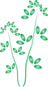 Illustration of alfalfa