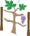Illustration of grape vine