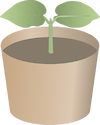 Illustration of seedling