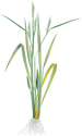 Illustration of rice plant
