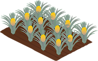 Illustration of pineapple plantation
