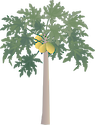 Illustration of papaya tree