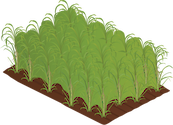 Illustration of sugarcane plantation