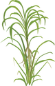 Illustration of sugarcane
