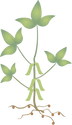 Illustration of soybean plant